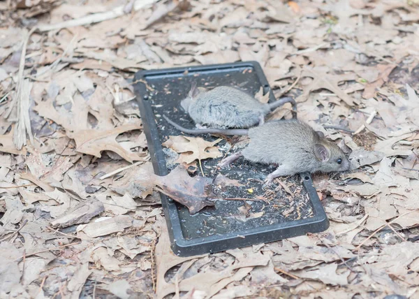 Mouses Captured Black Glue Traps Raised Garden Bed Whole Body — Stock Photo, Image