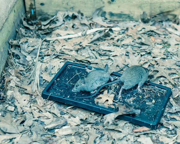 Мыши Пойманные Черных Клеевых Ловушках Возле Приподнятого Садового Ложа Всё — стоковое фото