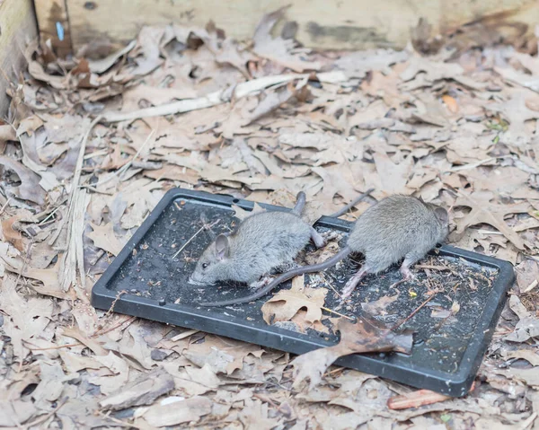 Captured Mouse Trying Escape Black Glue Traps Raised Garden Bed — Stock Photo, Image