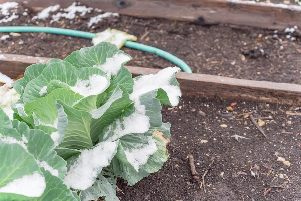Raised bed garden with cabbage heads under snow cover at wintertime near Dallas, Texas, America. Homegrown cool crop cultivated on healthy compost soil at allotment.