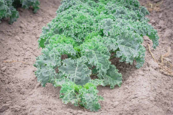 Top View Healthy Kale Plant Organic Farm Washington America Close — Stock Photo, Image