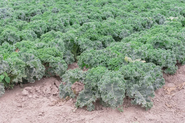 Pertanian Kale Washington Amerika Baris Hijau Kerdil Kubis Daun Meringkuk — Stok Foto