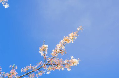 Çiçek açan kiraz ağacı dalı Seattle, Washington, Amerika 'da mavi gökyüzünü yeniden bulutlandırıyor. İlkbaharda çiçek açan beyaz sakura.