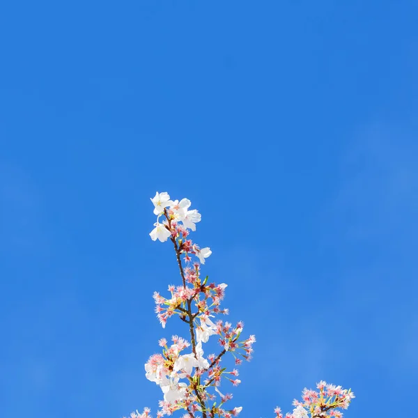 Rama Cerezo Con Flores Flor Nuevo Cielo Azul Nube Seattle — Foto de Stock