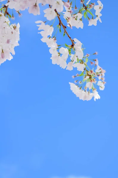 Cseresznyevirág Ismét Felhős Kék Égbolt Seattle Ben Washingtonban Amerikában Teljes — Stock Fotó