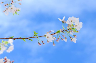 Çiçekli kiraz ağacı dalları ve bulut mavisi gökyüzünün altında genç yapraklar. İlkbaharda çiçek açan beyaz sakura.
