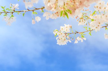 Yukarı doğru yükselen kiraz çiçekleri Seattle, Washington, Amerika 'da yine mavi gökyüzünü bulutlandırıyor. Baharda çiçek açan beyaz sakura çiçekleri.