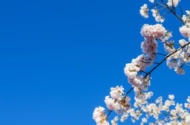 Yakından bakınca, Seattle, Washington, Amerika 'da kiraz çiçeklerinin açtığı açık mavi gökyüzüne bakın. Baharda çiçek açan beyaz sakura çiçekleri.