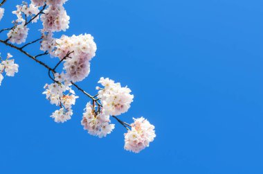 Yakından bakınca, Seattle, Washington, Amerika 'da kiraz çiçeklerinin açtığı açık mavi gökyüzüne bakın. Baharda çiçek açan beyaz sakura çiçekleri.