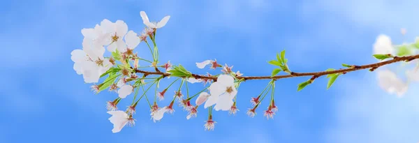 Vista Panorámica Rama Cerezo Con Flores Flor Hojas Jóvenes Bajo — Foto de Stock