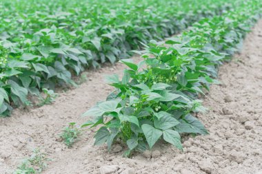 Kent, Washington, ABD 'de yaz mevsiminde hasat için hazır fasulye çiftliği