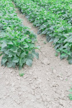 Kent, Washington, ABD 'de yaz mevsiminde hasat için hazır fasulye çiftliği