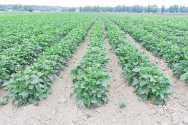 Kent, Washington, ABD 'de yatay dağ manzaralı dev fasulye çiftliği.