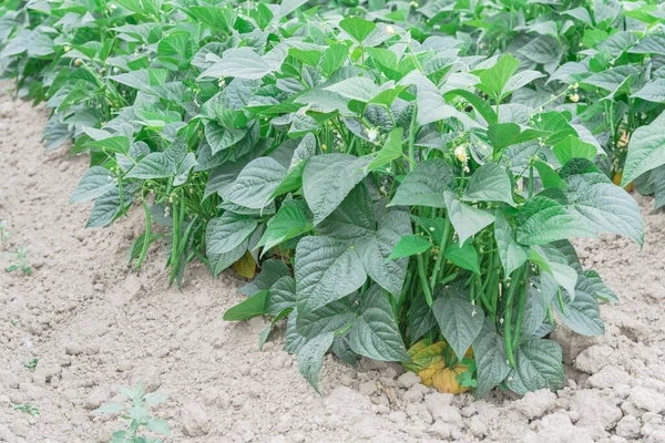 Bean farm ready to harvest at summertime in Kent, Washington, USA