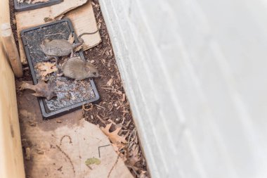 İki fare, ev duvarının yanında siyah tutkal kapanı üzerinde yaşıyor ve Amerika 'da bahçe yatağını kaldırıyor.