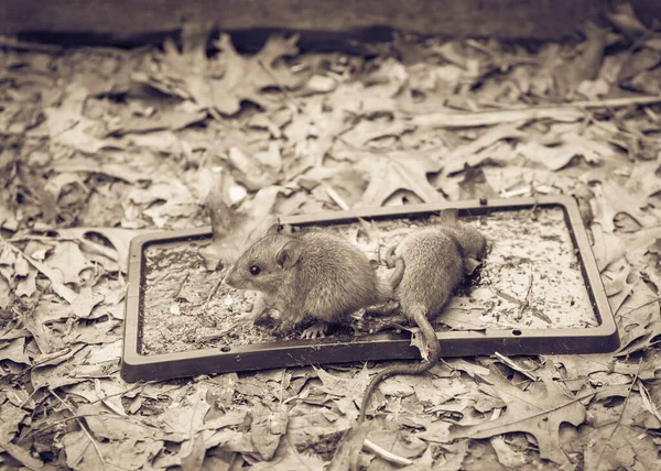 Catched mouse trying to escape from black glue traps near raised garden bed