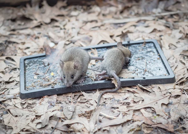 Close-up top view live mouse catch on glue traps on garden ground with leaves mulch