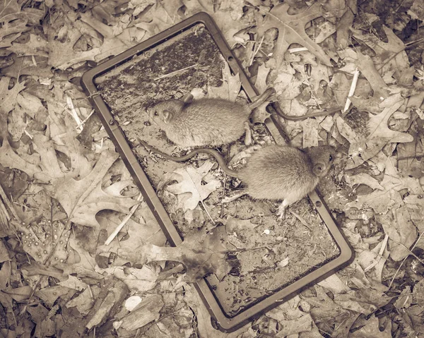 Mouses gevangen op lijmvallen in de buurt van verhoogde tuin bed met bladeren mulch grond — Stockfoto