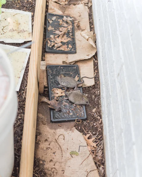 Two mouse catch live on black glue traps near house wall and raised garden bed in America