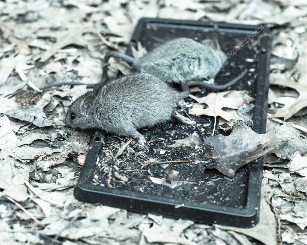 Close-up top view live mouse catch on glue traps on garden ground with leaves mulch