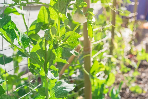 Cialde di piselli biologici con fiore bianco su recinzione a traliccio metallico vicino al muro di mattoni raccordo in Texas, USA — Foto Stock