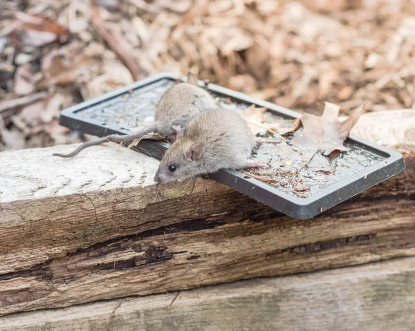 Catched mouse trying to escape from black glue traps near raised garden bed