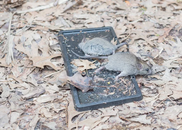 Mouses catched on glue traps near raised garden bed with leaves mulch ground — Stock Photo, Image