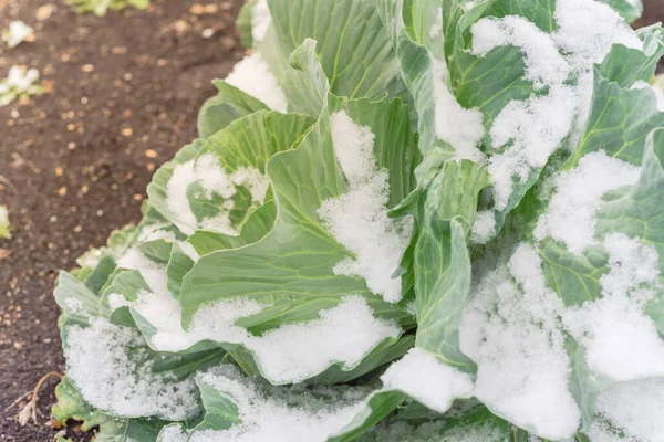 Cabeza de repollo cubierta de nieve en el jardín de invierno cerca de Dallas, Texas, Estados Unidos —  Fotos de Stock