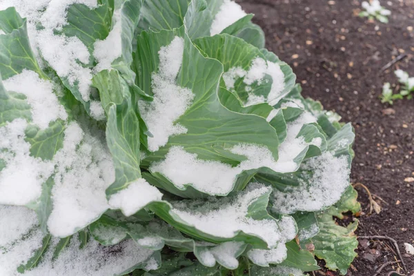 Cabeza de repollo cubierta de nieve en el jardín de invierno cerca de Dallas, Texas, Estados Unidos — Foto de Stock