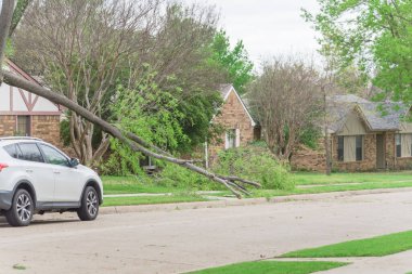 Dallas, Teksas, Amerika yakınlarında park etmiş arabası ve devrilmiş ağaç dalı olan banliyö caddesi.