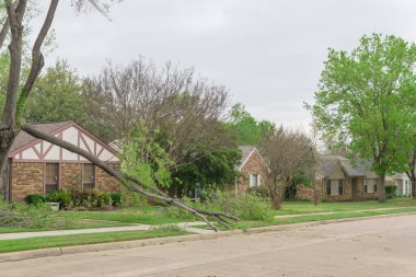 Dallas, Teksas, Amerika yakınlarındaki ev kaldırımında düşen akçaağaç dalı