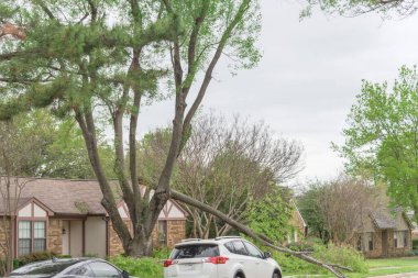 Dallas, Teksas, Amerika yakınlarında park etmiş arabası ve devrilmiş ağaç dalı olan banliyö caddesi.