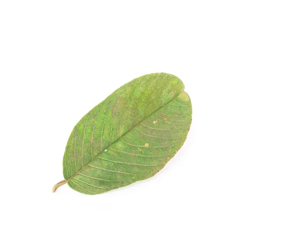 Studio shot čerstvě vybrané asijské guava list izolované na bílém — Stock fotografie