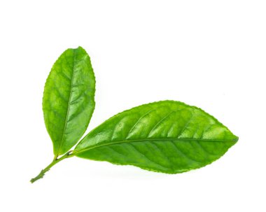 Studio shot organic green tea leaves branch isolated on white