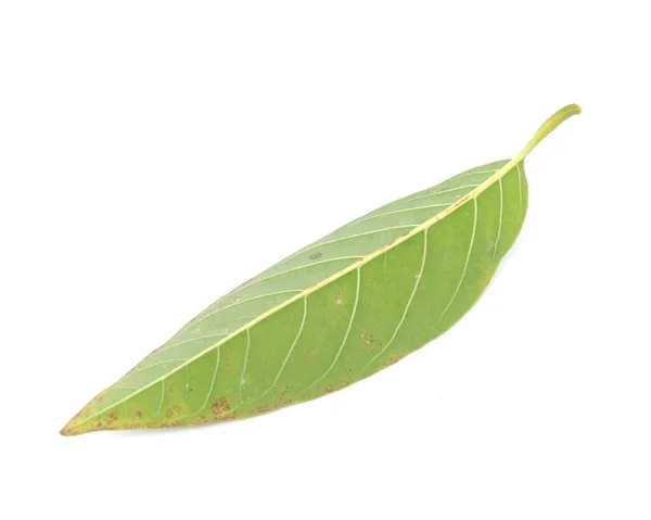 Zielony tropikalny budyń jabłkowy lub liść słodkowodny izolowany na białym — Zdjęcie stockowe