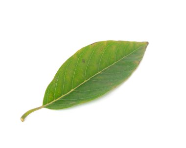 Yeşil tropik elma kreması ya da beyaz üzerine izole edilmiş şeker yaprağı.