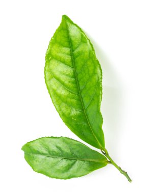 Studio shot organic green tea leaves branch isolated on white