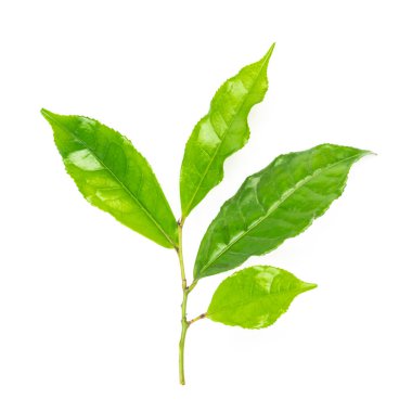 Studio shot organic green tea leaves branch isolated on white