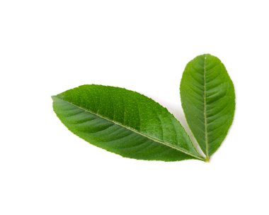 Stüdyo iki yeşil Asya yaprağı çekti.