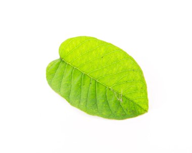 Stüdyo resmi, beyaz üzerinde Asya guava yaprağı izole edilmiş.