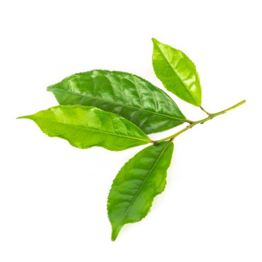 Studio shot organic green tea leaves branch isolated on white