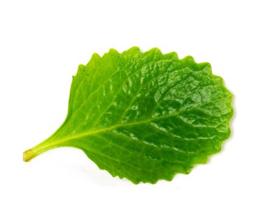 Studio shot one green leaf of Mexican mint isolated on white organic medical herb