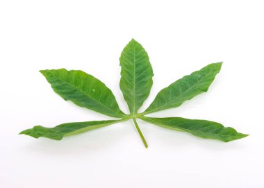 Stüdyo, yeşil tropikal Cassava yapraklarını beyaz üzerine izole etti.