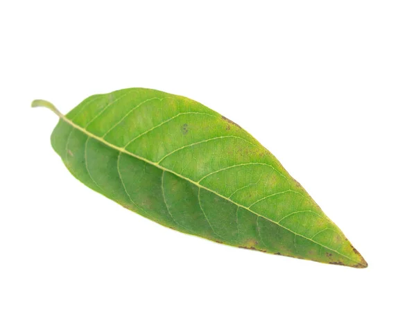Зелене тропічне заварне яблуко або лист солодощів ізольовані на білому — стокове фото