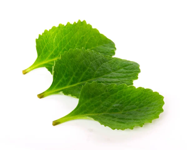 Estudio disparó tres hojas verdes de menta mexicana aisladas en hierbas médicas orgánicas blancas —  Fotos de Stock