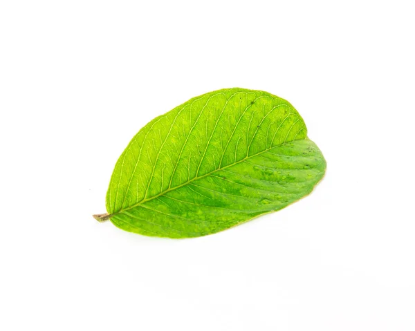 Studio shot fresh picked Asian guava leaf isolated on white — Stock Photo, Image