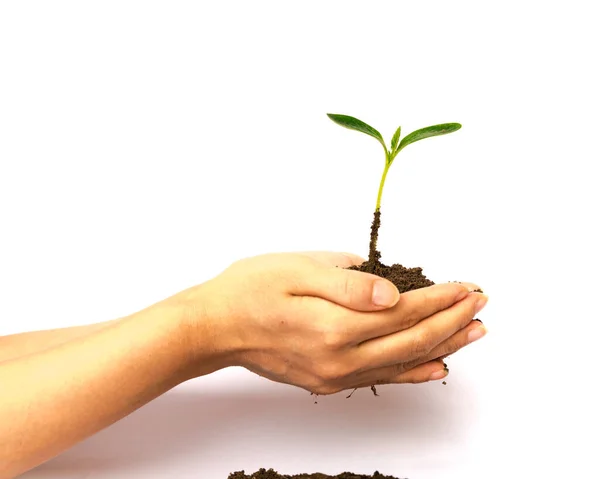 Green plant seedling hold in hands on top of soil compost pile isolated on white — ストック写真