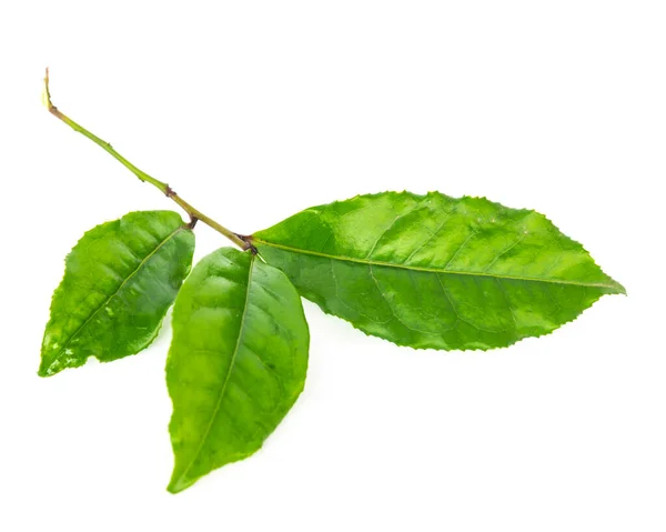 Studio tiro orgânico folhas de chá verde ramo isolado no branco — Fotografia de Stock