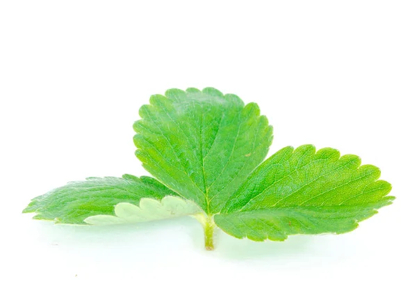 Hojas de fresas verdes y frescas aisladas sobre fondo blanco —  Fotos de Stock