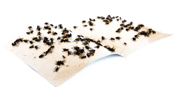 Pile of housefly trapped on sticky paper tape isolated on white — Stock Photo, Image